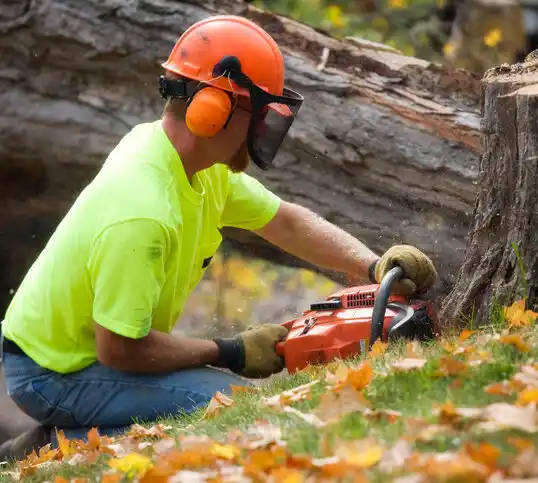 tree services Rhodhiss